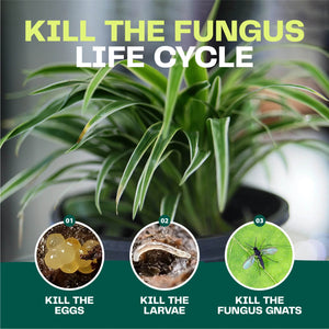 Fungus Gnat Killer Spray - Bloom & Bud