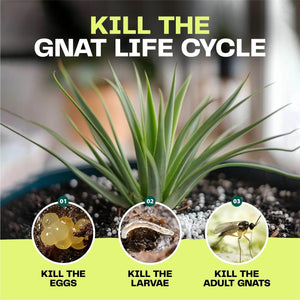 Fungus Gnat Killer - Bloom & Bud
