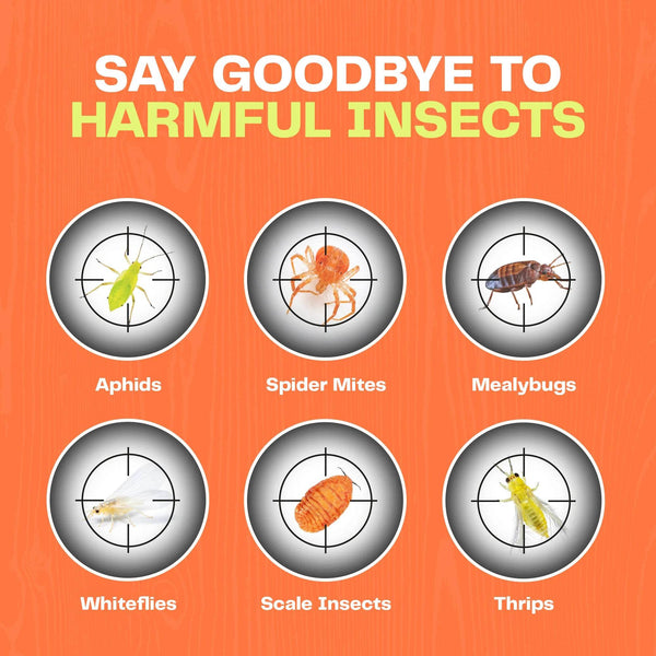 Houseplant Bug Killer Spray - Bloom & Bud
