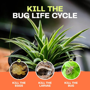 Houseplant Bug Killer Spray - Bloom & Bud