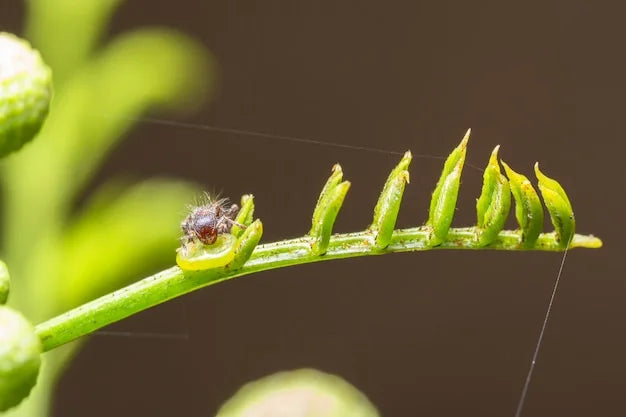 Say Goodbye to Fungus Gnats – The Ultimate Guide to Protecting Your Plants Fungus Gnats: The Silent Killers of Houseplants - Bloom & Bud