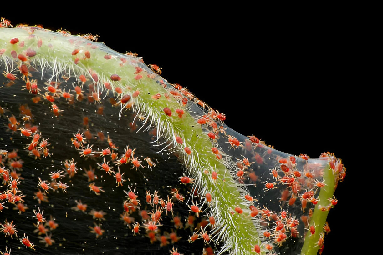 Insecticidal Soap Spray – The Natural Solution for Happy, Pest-Free Plants - Bloom & Bud