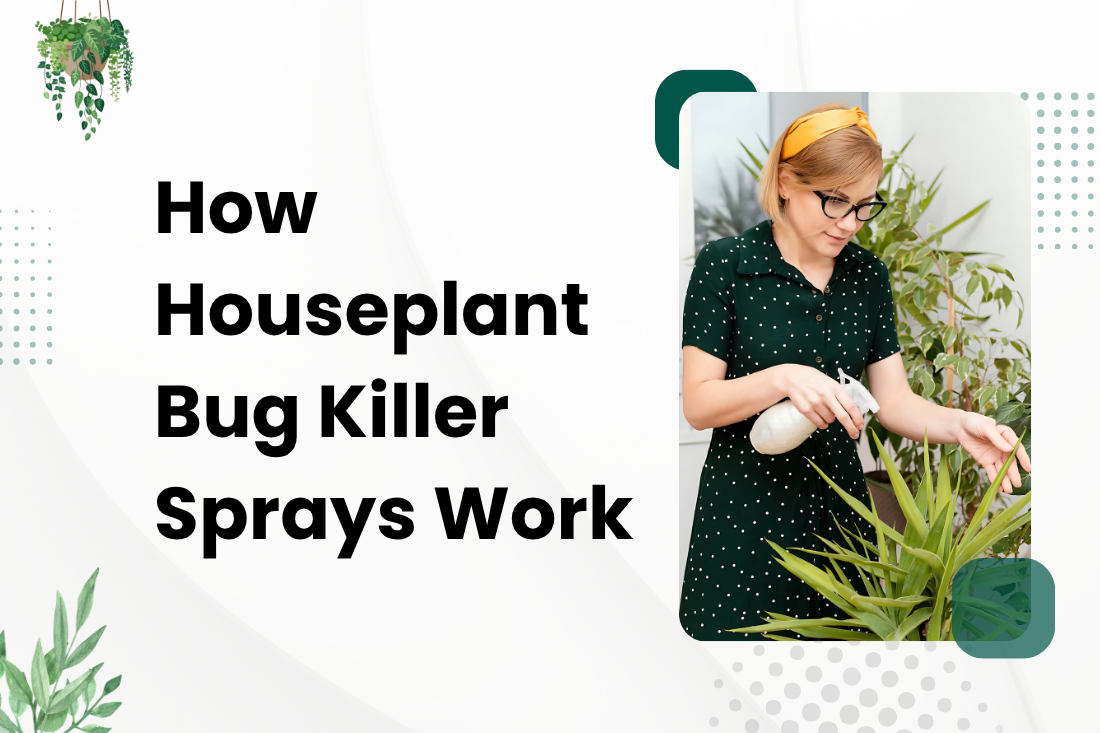 How Houseplant Bug Killer Sprays Work - Bloom & Bud