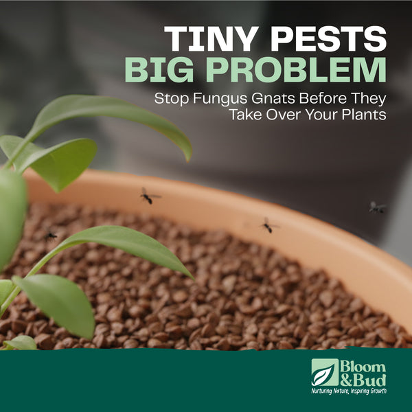 Ultimate Fungus Gnat Fighter Kit