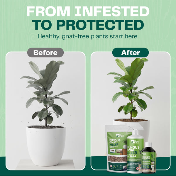 Ultimate Fungus Gnat Fighter Kit