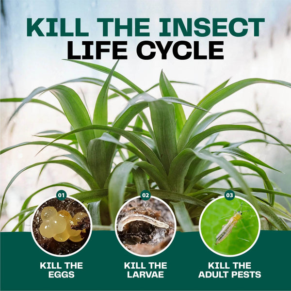 Insecticidal Soap for Plants - Bloom & Bud