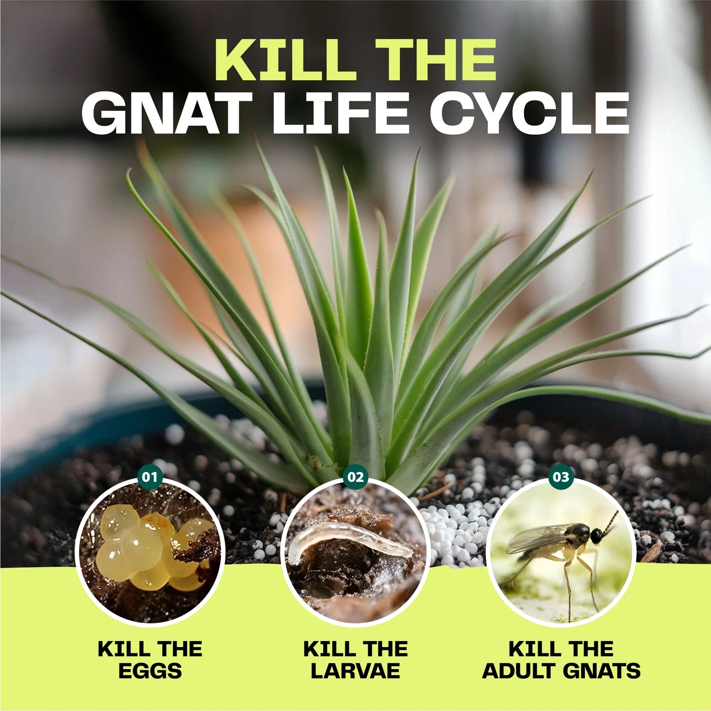 Fungus Gnat Killer