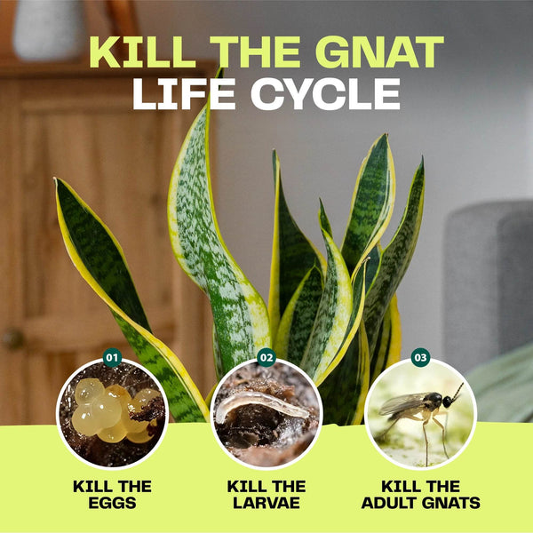 Bloom & Bud Fungus Gnat Larvae Killer - 100% Natural Concentrate - Bloom & Bud
