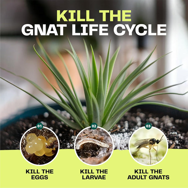 Fungus Gnat Dual 1L